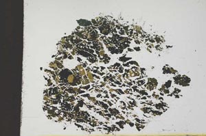 Plane Polarized, S11633