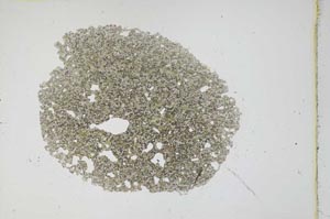 Plane Polarized, S11634