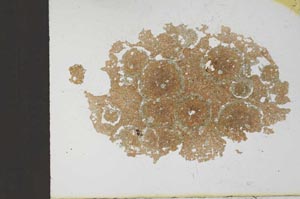 Plane Polarized, S11638