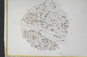 Plane Polarized, S11639