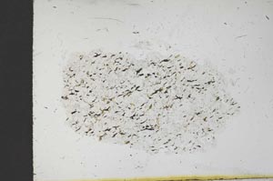 Plane Polarized, S11640