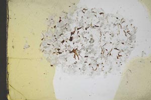 Plane Polarized, S11641