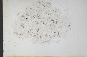 Plane Polarized, S11643