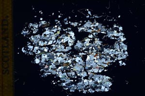 Cross Polarized, S11644