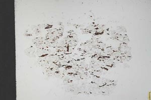 Plane Polarized, S11644