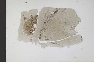 Plane Polarized, S11647