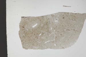 Plane Polarized, S11648