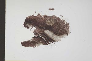 Plane Polarized, S11649