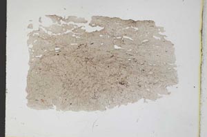 Plane Polarized, S11651