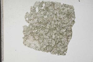 Plane Polarized, S11656