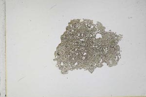 Plane Polarized, S11657