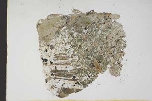 Plane Polarized, S11662