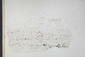 Plane Polarized, S11667