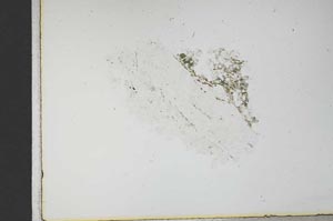 Plane Polarized, S11668