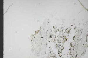 Plane Polarized, S11670