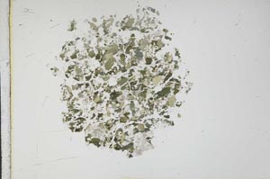 Plane Polarized, S11674