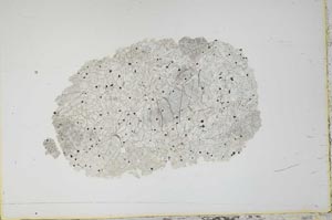 Plane Polarized, S11676