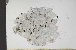 Plane Polarized, S11677