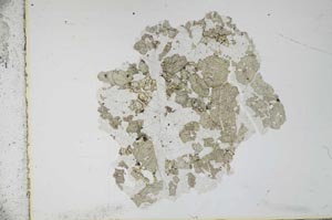 Plane Polarized, S11679