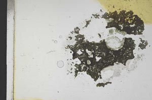 Plane Polarized, S11682