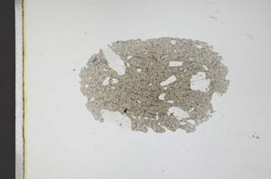 Plane Polarized, S11683