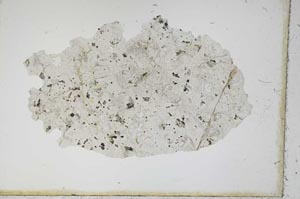 Plane Polarized, S11688