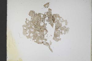 Plane Polarized, S11692