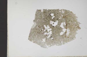 Plane Polarized, S11693