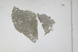Plane Polarized, S11698