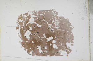 Plane Polarized, S11714