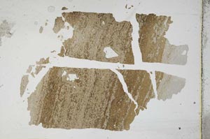 Plane Polarized, S11737