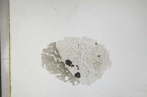 Plane Polarized, S11740