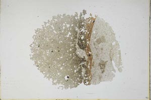 Plane Polarized, S11742