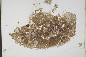 Plane Polarized, S11748