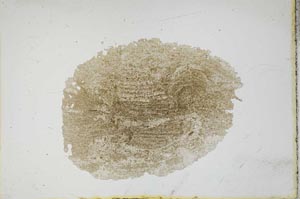 Plane Polarized, S11751