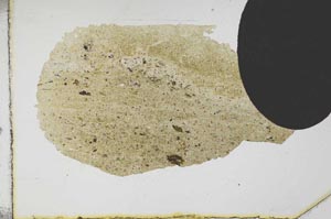 Plane Polarized, S11753