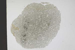 Plane Polarized, S11763