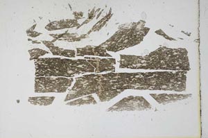 Plane Polarized, S11764