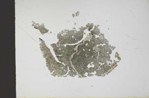 Plane Polarized, S11774