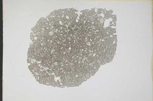Plane Polarized, S11779
