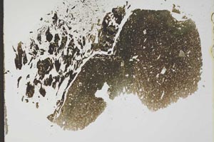 Plane Polarized, S11780