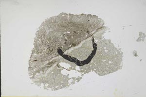 Plane Polarized, S11787