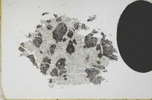 Plane Polarized, S11791