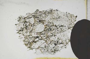 Plane Polarized, S11796