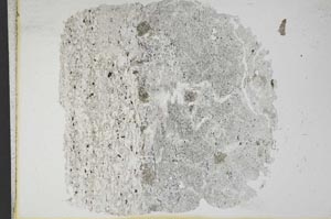 Plane Polarized, S11798