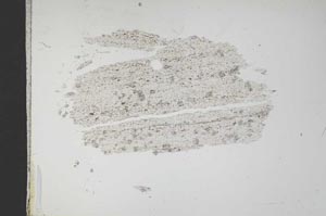 Plane Polarized, S11801