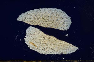 Cross Polarized, S1984