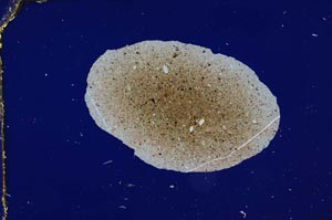 Cross Polarized, S1986