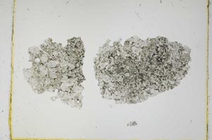 Plane Polarized, S2098