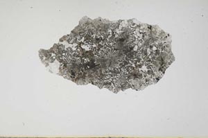 Plane Polarized, S2131